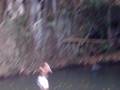 Kapena Falls gainer