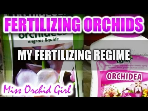 how to fertilize an orchid