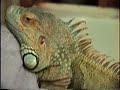 Godzilla gets a bath and breaks the mirror