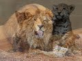 Le Lion Qui Chante