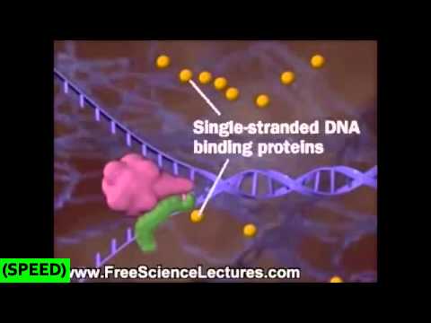 how to dissolve genomic dna