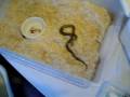 videos de my new granite burmese python het albino
