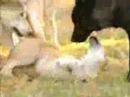 Wolves Wolves