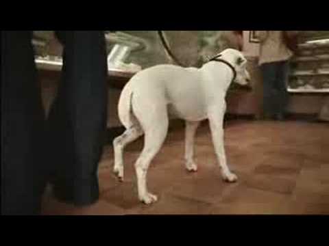 Spot divertenti: il cane canterino