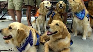 ¿Qué es la terapia asistida con animales?
