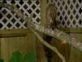 BdazzelBengals.com-009