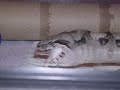 Sum Ov Tha Snakes Iv Had (And Josh lol) Sum Ov Tha Snakes Iv Had (And Josh lol)