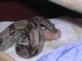 Sum Ov Tha Snakes Iv Had (And Josh lol)