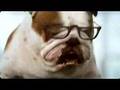 Englische Bulldogge Het Congres II
