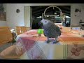 African Grey Parrot Zeke wants Starbucks and Impeach Bush African Grey Parrot Zeke wants Starbucks and Impeach Bush