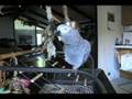 African Grey Parrot Zeke wants Starbucks and Impeach Bush