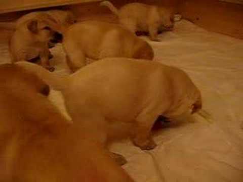 Labrador puppies 4 weeks
