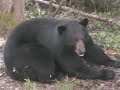 Newest BEAR Bow Kills at BigBearHunt camp