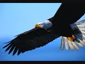 My Animal Totem Guide