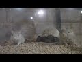 A Visit To A Pet Store