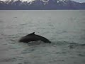 whales wieloryby whales wieloryby