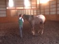 Appaloosa Horse For Sale Western or English: Ima Mighty Larks located in Pennsylvania