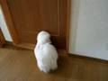 オヤツをねだる・・・