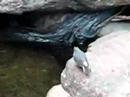 PLUMBEOUS REDSTART