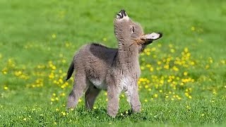 Animals Are The Cutest in the World