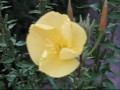 Evening primrose (Oenothera biennis)