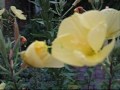 Evening primrose (Oenothera biennis) Evening primrose (Oenothera biennis)