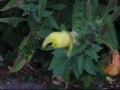 Evening primrose (Oenothera biennis)