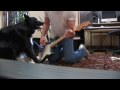 Border collie Lucy's very first guitar lesson!