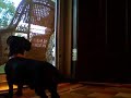 biscuit, the daschund howling biscuit, the daschund howling