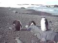 Pinguinos barbijo