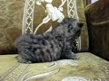 Male Chinchilla Golden Persian Kitten. Cattery GELIOS.