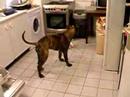 ca�a vs cookie2