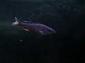 Cyprichromis leptosoma kitumba http://cmcas.com.br/forum