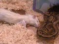 Ball python feeding Oct 27 2007 Part 1 Ball python feeding Oct 27 2007 Part 1