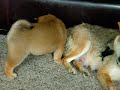 shiba-inu-at-play-2.html