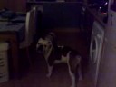 BRITISH BULLDOG PUP PALYING WITH BULLDOG CROSS BOXER