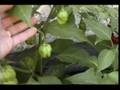 My Pepper Garden