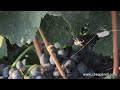 Spider on Web Over Grapes at Vineyard.mov