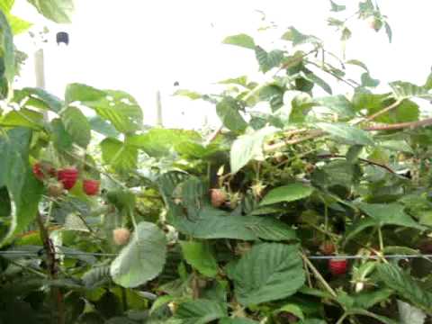 how to transplant autumn raspberries