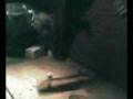 Skateboard video danmark
