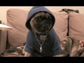Malý psí rapper