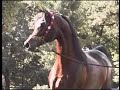 Gazal Al Shaqab