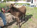 Baby donkey brandy