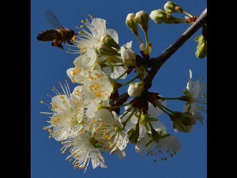 how to self pollinate a lemon tree