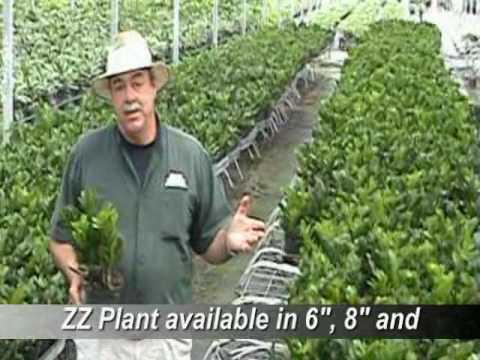 how to care zz plant