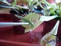 Dionaea muscipula vs Grasshopper