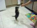 videos de Dexter chihuahua begs for icecream