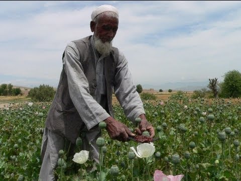 how to harvest opium for smoking