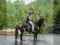 Rowdy's Rebel Gold Singlefooting Speed Racking Stallion