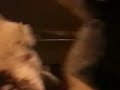 Dinger sticks is tail in Stars face